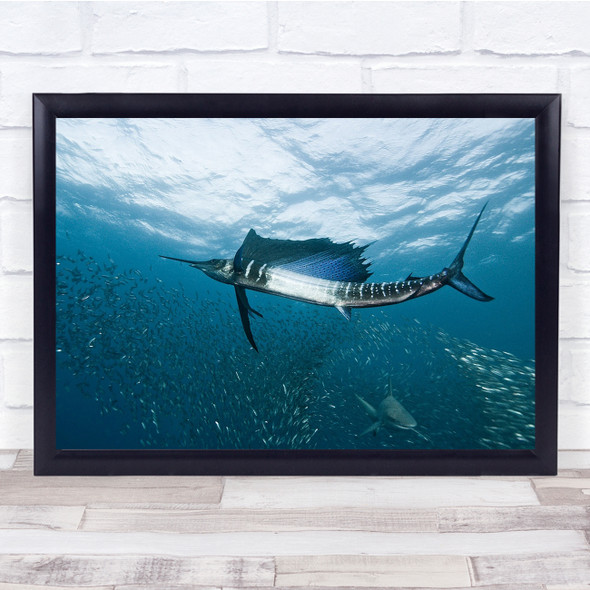 Underwater Wild Africa South Sailfish Baitball Sardines Wall Art Print