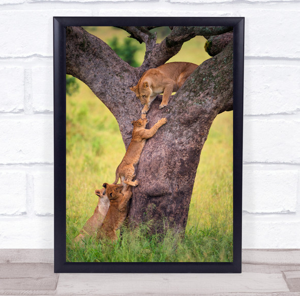 Wildlife Climb Reach Help Teamwork lion Family Tree Cub Wall Art Print