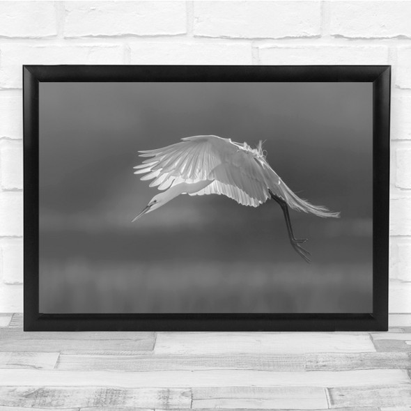 Wildlife Nature Animals Black & White Egrets Great Bird Wall Art Print