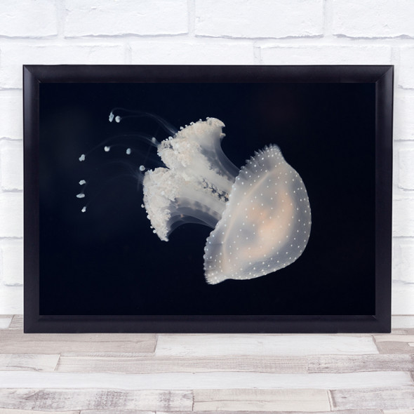 Animal Animals Underwater Medusa Jellyfish Water Jelly Wall Art Print