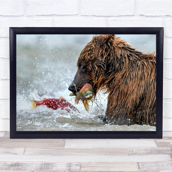 Kurile Lake Kamchatka Russia Nature Animals Wild Bears Wall Art Print