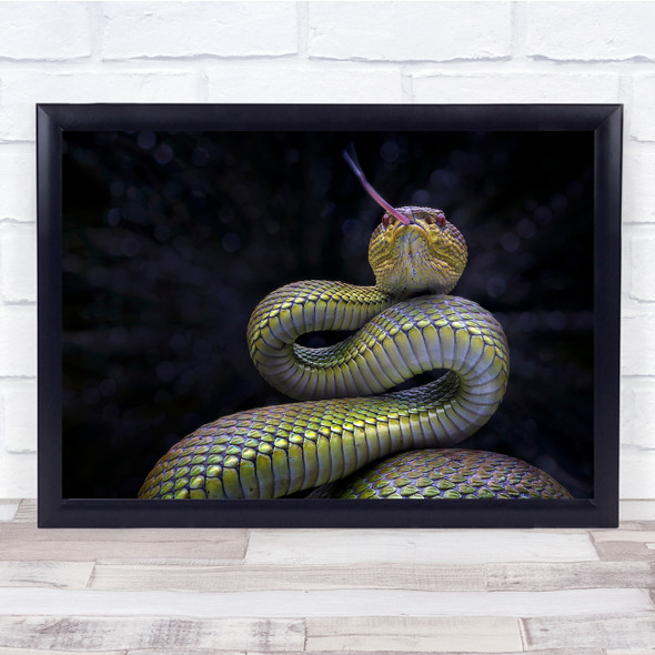 Macro Reptile Snake Tongue Light Dark Poisonous nature Wall Art Print