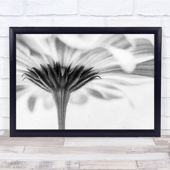 Black & White Flowers Floral Macro Still Petals Stalk Wall Art Print