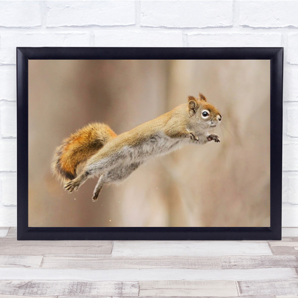 Humour Flying Wild Wildlife Squirrel Leap Jump Flight Wall Art Print