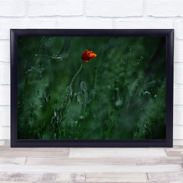 Poppy Flower Hungary Budapest Red Meadow Green Summer Wall Art Print