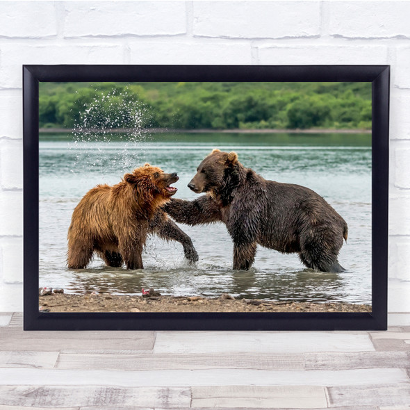 Bears Fighting Russia Animals Wild Match Lake Kurile Wall Art Print