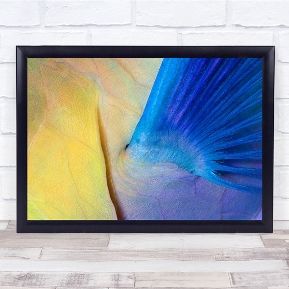 Fin Scale Parrot Red Sea Blue Yellow Fish Underwater Wall Art Print