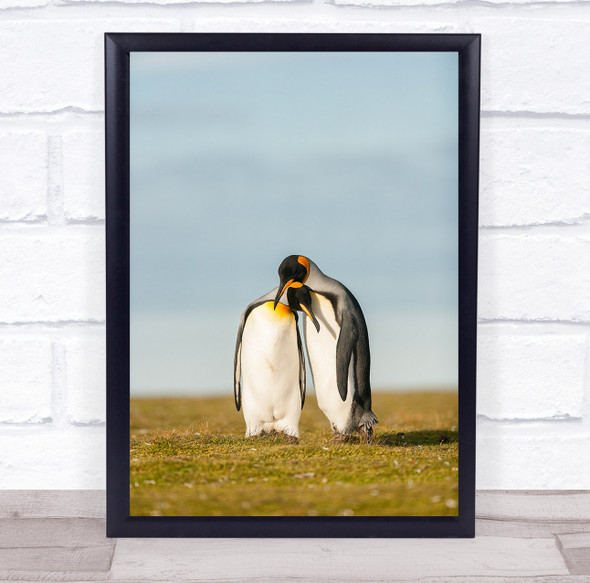 King Penguins Couple Falkland Islands Islas Malvinas Wall Art Print