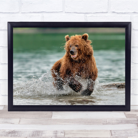 Landscape Nature Animals Wild Bear In Lake Splashing Wall Art Print