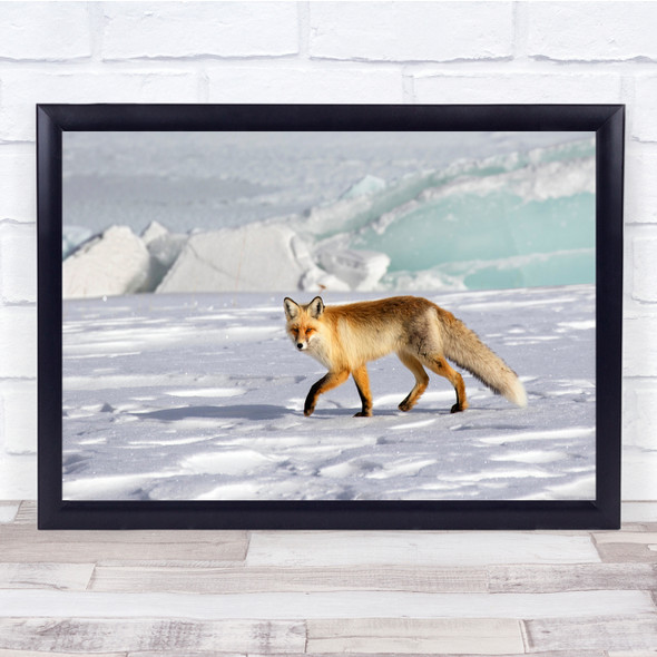 Fox Wildlife Red Winter Cold Snow Fur Nature Animal Wall Art Print