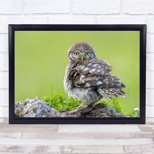 Wildlife Animal Nature Bird Cute Baby Owl Landscape Wall Art Print