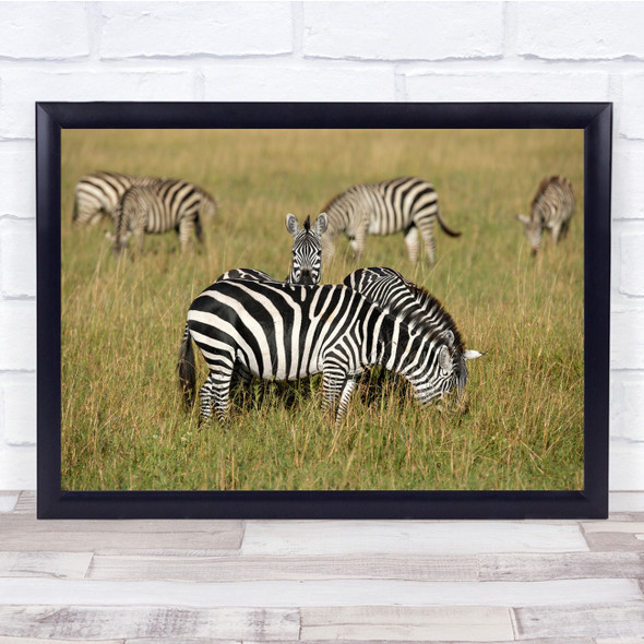 Zebras Animals Wild Wildlife Nature landscape grass Wall Art Print