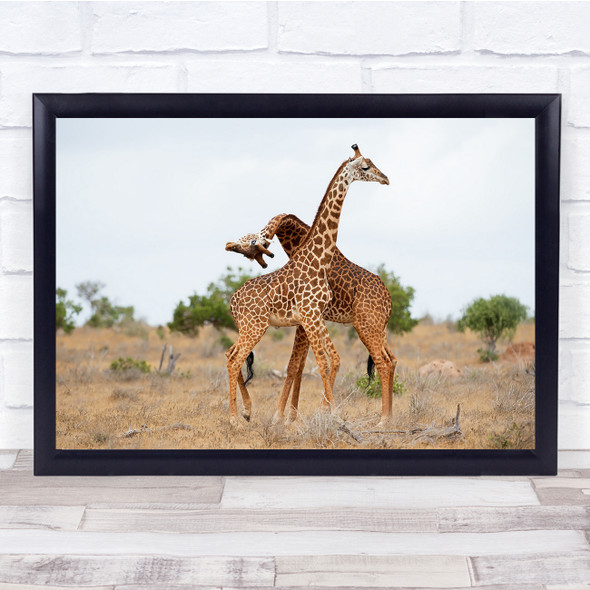 Giraffes Necking Wrestling Tsavo-East Kenya Africa Wall Art Print