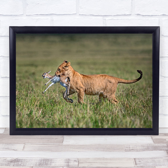 Lion Wildlife Africa Animal Savannah Safari Feline Wall Art Print