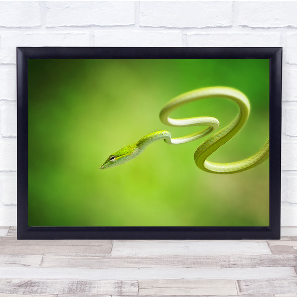 Snake Curl Wildlife Nature Animal Macro Green Coil Wall Art Print