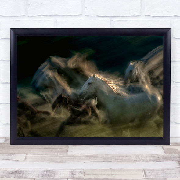 White Horses Gallop Lipizaner Between The Big Ones Wall Art Print