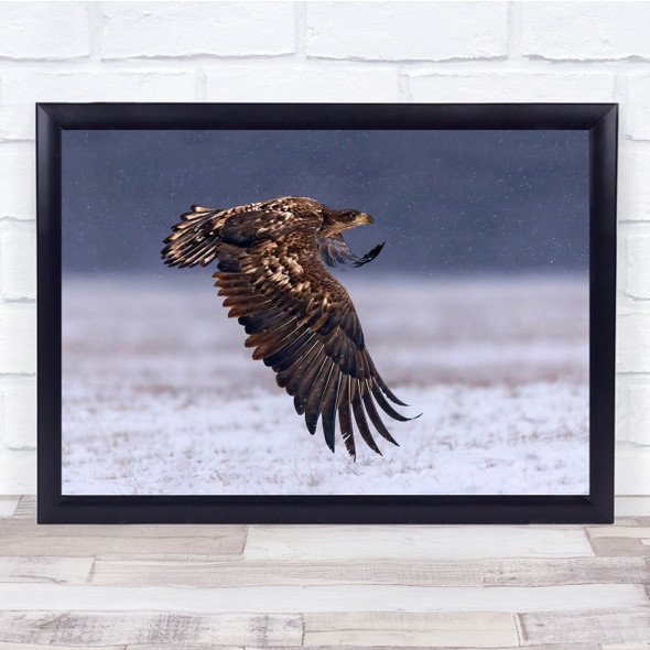 White Tailed Eagle Wild Bird Flying Under The Snow Wall Art Print