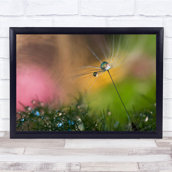 Colour Abstract Seed Water Drops Summer dandelion Wall Art Print