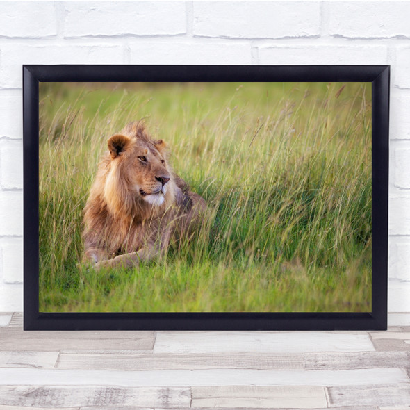 Handsome Boy Lion In field Laying animal Wildlife Wall Art Print