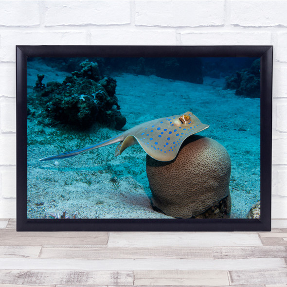 Underwater Mantaray Wildlife Nature Animals Coral Wall Art Print