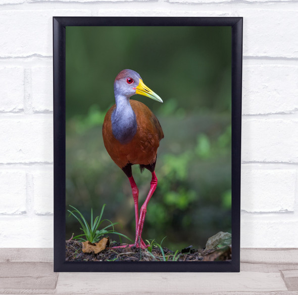 Wood Rail Glimpse beautiful colourful bird nature Wall Art Print