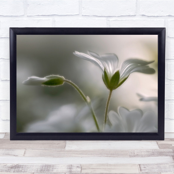 Flower Macro Gentle Delicate Sweden Bokeh Garden Wall Art Print