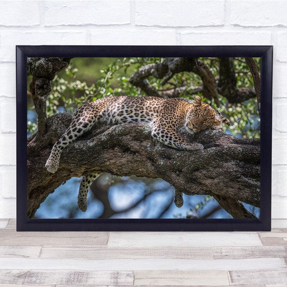 Leopard Feline Resting Sleep Tired Tree Wildlife Wall Art Print