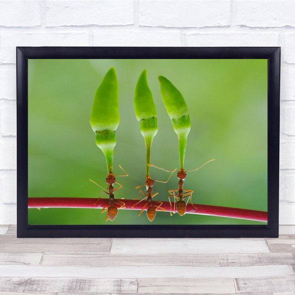 Macro Ants Carry Heavy Insects Trio Ant Malaysia Wall Art Print