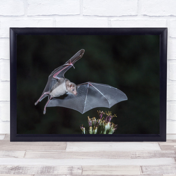 Nectar At Night Bat flying flowers action animal Wall Art Print