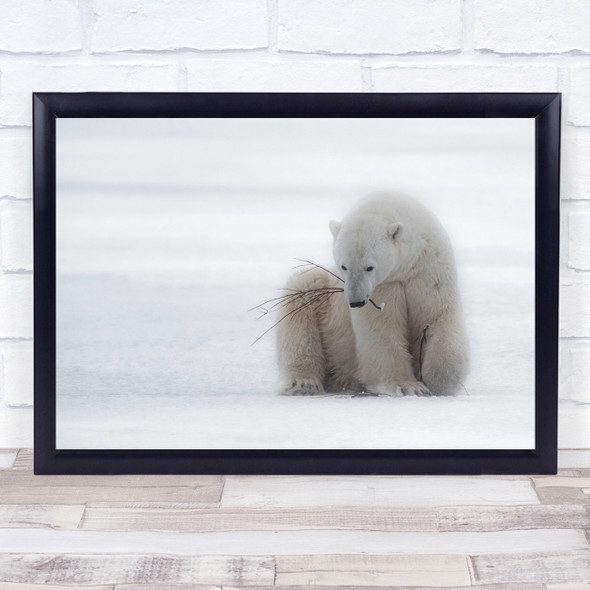 Playing With A Branch Polar bear animal wildlife Wall Art Print