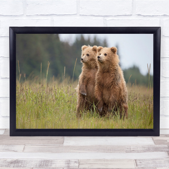 Bears Cubs Curious Young Grizzly nature animals Wall Art Print