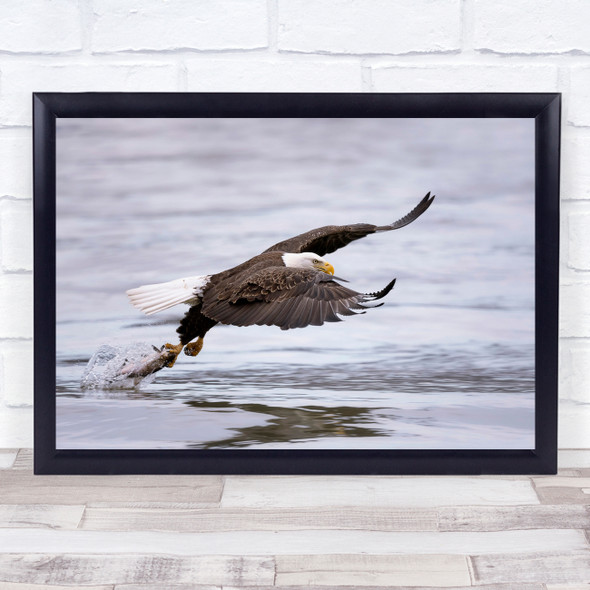 Bald Eagle near water wings flapping reflection Wall Art Print