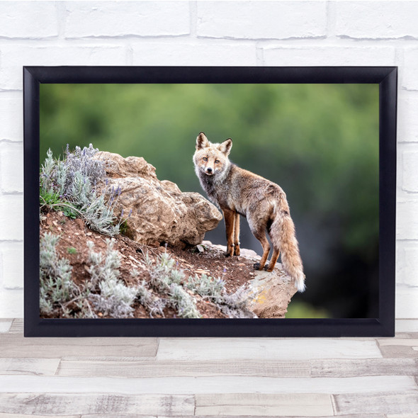 Fox Cute Animal Wildlife Nature Rock Bokeh Lost Wall Art Print