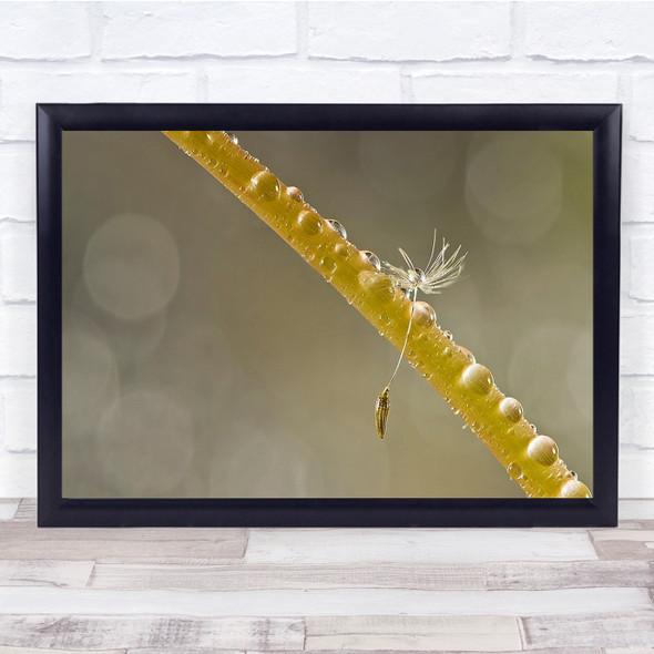 Iran Feather Downy Tuft Dandelion Wet Dew Drops Wall Art Print