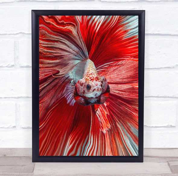 Red Fish Animal Animals Creative Edit Macro The Wall Art Print