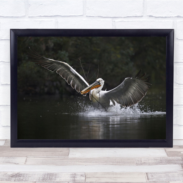 Working Hard Pelican landing water wings spread Wall Art Print