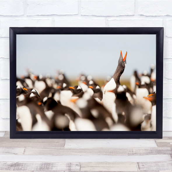 Bull Point Falkland Islands The Colony penguin Wall Art Print