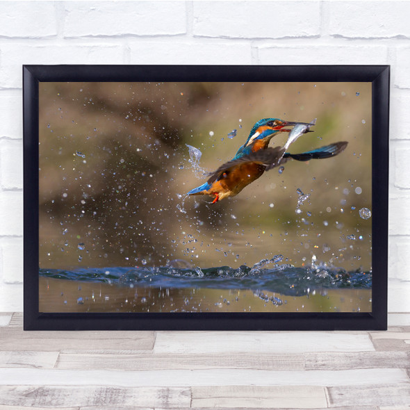 Wildlife Animals Nature Bird Birds Kingfisher Wall Art Print