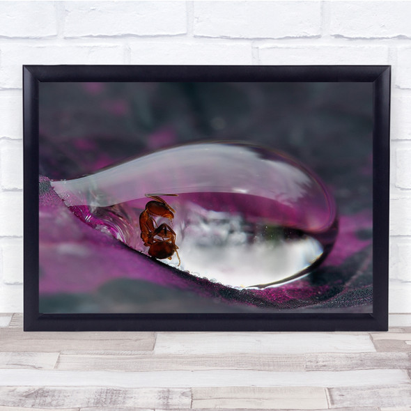 Ant Droplet Prison Caught Water Macro Insect Wall Art Print