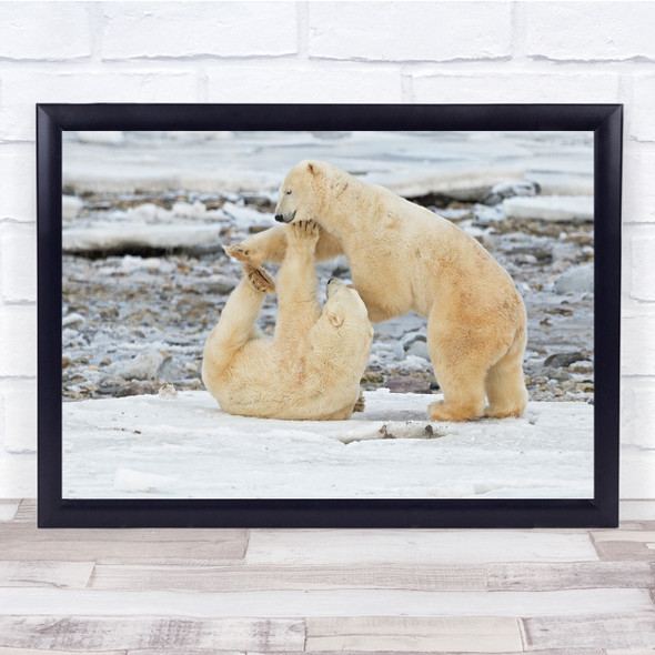 Canada Polar Bear Bears Duel Challenge Fight Wall Art Print