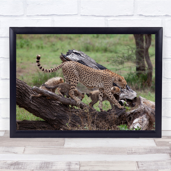 Cheetah Family Cubs Young Cute Feline Safari Wall Art Print