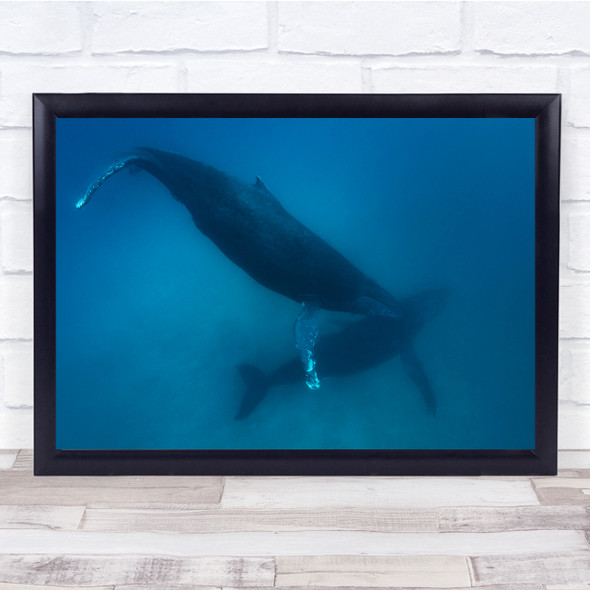 Humpback Whale Sea Ocean Wildlife Calf Diver Wall Art Print