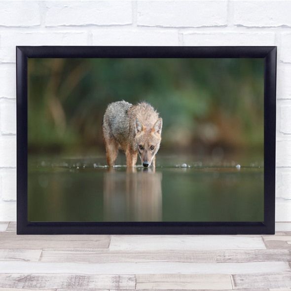 Jackal drinking eater lake reflection animal Wall Art Print