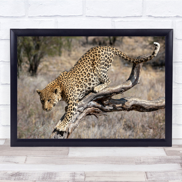 Leopard Wildlife Africa Nature Safari Feline Wall Art Print