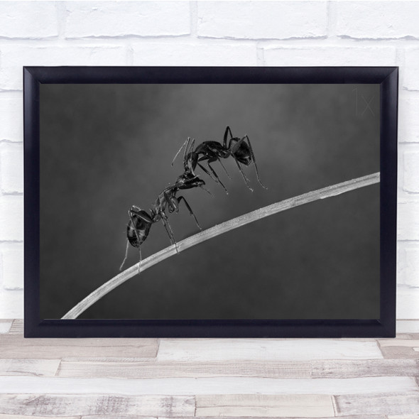 Monochrome Ants Macro Insects Fighting Bokeh Wall Art Print