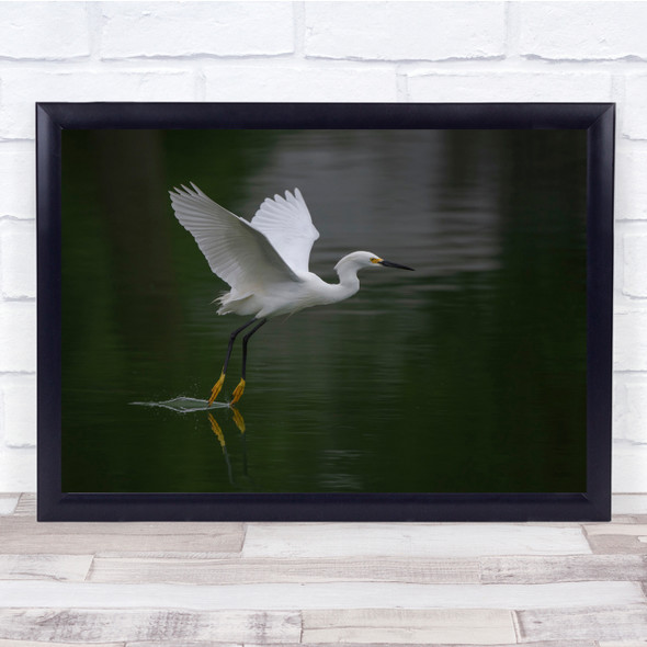 Wildlife Nature Animal Bird Birds Lake Water Wall Art Print