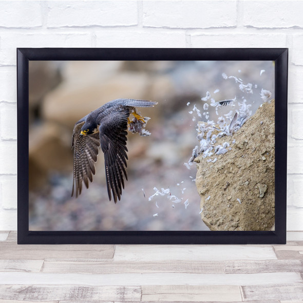 Falcon Jetwash! Flying bird wildlife action Wall Art Print