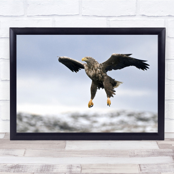 Flight Eagle Bird Norway Fly Wings Wildlife Wall Art Print