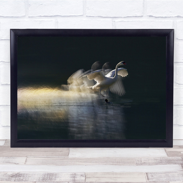 Landing Swann Double Exposure Water Animals Wall Art Print