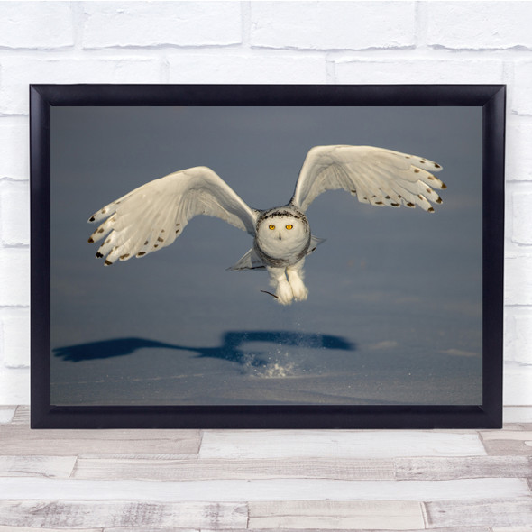 still life Snow Owl winter nature wild life Wall Art Print